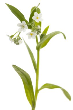 Unutulmayan beyaz çiçekler (Myosotis arvensis), beyaz arka planda izole edilmiş