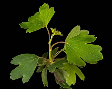 Beyaz arka planda siyah frenk üzümü yaprakları.