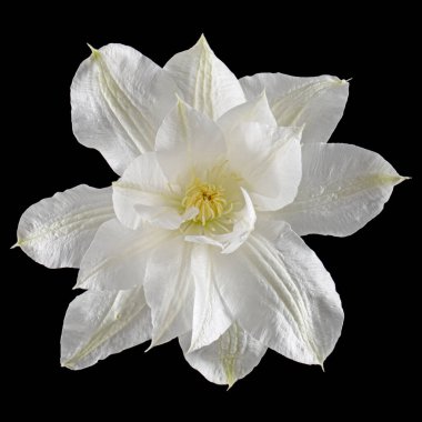 Beyaz klematis çiçeği, siyah arkaplanda izole.