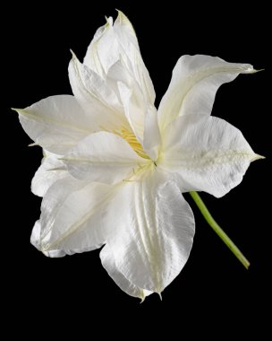 Beyaz klematis çiçeği, siyah arkaplanda izole.