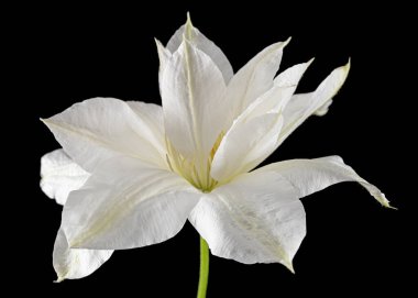 Beyaz klematis çiçeği, siyah arkaplanda izole.