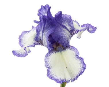 Beyaz arka planda izole edilmiş mavi çizgili süsen çiçeği.