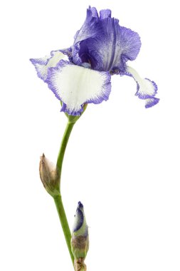 Beyaz arka planda izole edilmiş mavi çizgili süsen çiçeği.