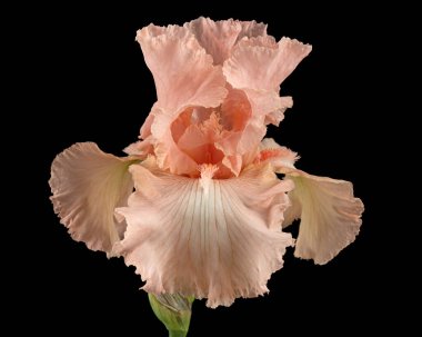 Siyah arka planda izole edilmiş pembe iris çiçeği.