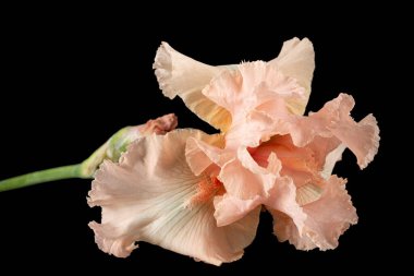 Siyah arka planda izole edilmiş pembe iris çiçeği.