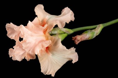 Siyah arka planda izole edilmiş pembe iris çiçeği.