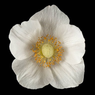 Beyaz şakayık çiçeği, siyah arka planda izole edilmiş.