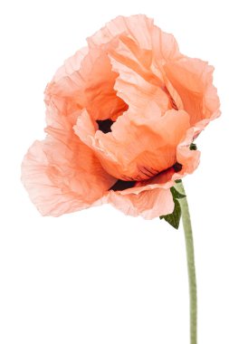 Gül haşhaşı çiçeği, lattır. Papaver, beyaz arkaplanda izole