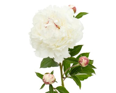 Beyaz fonda izole edilmiş şakayık çiçeği.