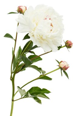 Beyaz fonda izole edilmiş şakayık çiçeği.