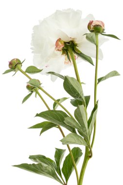 Beyaz fonda izole edilmiş şakayık çiçeği.