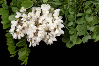 Beyaz akasyanın tomurcuklanması, siyah arka planda izole edilmiş.