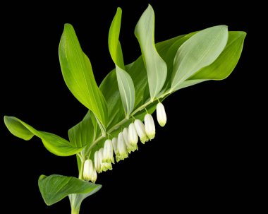 Polygonatum odoratum, Süleyman 'ın mührü ya da kokulu mührü, siyah arka planda izole edilmiş.