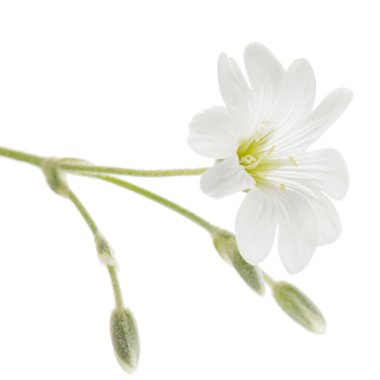 Cerastium 'un beyaz çiçeği, beyaz arkaplanda izole edilmiş.