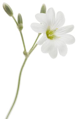 Cerastium 'un beyaz çiçeği, beyaz arkaplanda izole edilmiş.