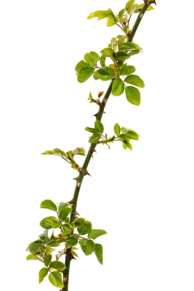 Twig Rose Young Green Leaves Thorns Isolated White Background — Stock Photo, Image