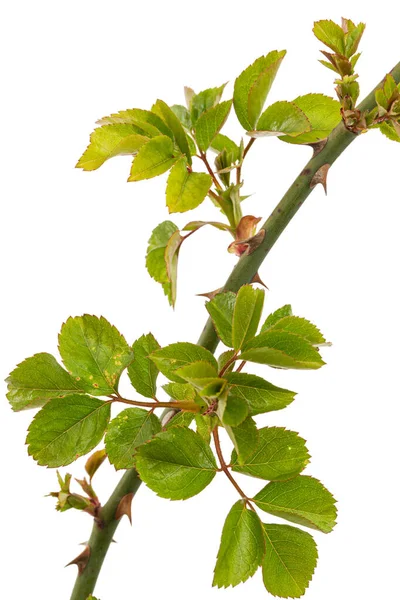 Galho Rosa Com Folhas Verdes Jovens Espinhos Isolado Fundo Branco — Fotografia de Stock