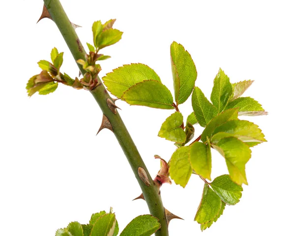 白い背景に隔離された若い緑の葉ととげを持つバラの小枝 — ストック写真