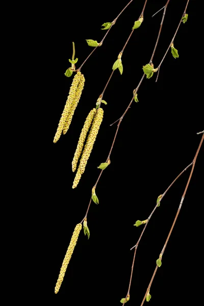 Jovens Raminhos Bétula Com Folhas Brincos Sobre Fundo Preto — Fotografia de Stock