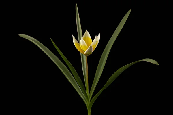 Flor Tulipa Tarda Tulipán Botánico Aislado Sobre Fondo Negro —  Fotos de Stock