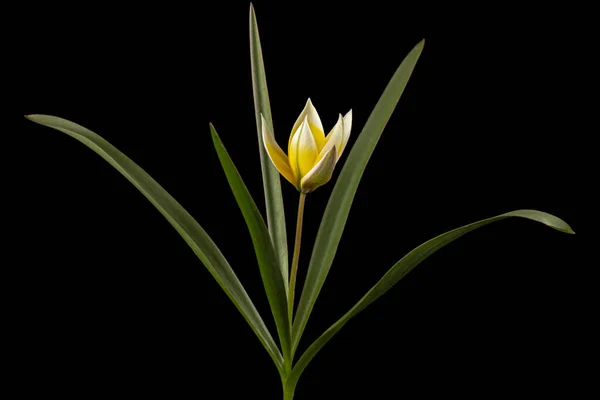 Цветок Тюльпана Тарда Ботанический Тюльпан Изолированный Черном Фоне — стоковое фото
