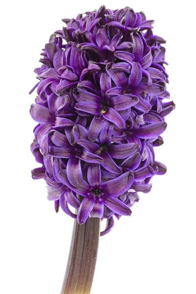 Violet Bunga Hyacinth Terisolasi Pada Latar Belakang Putih — Stok Foto