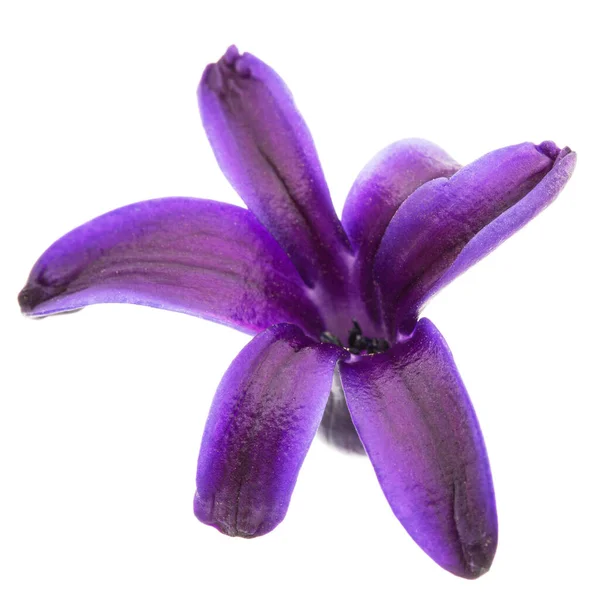 Violett Blomma Hyacint Isolerad Vit Bakgrund — Stockfoto