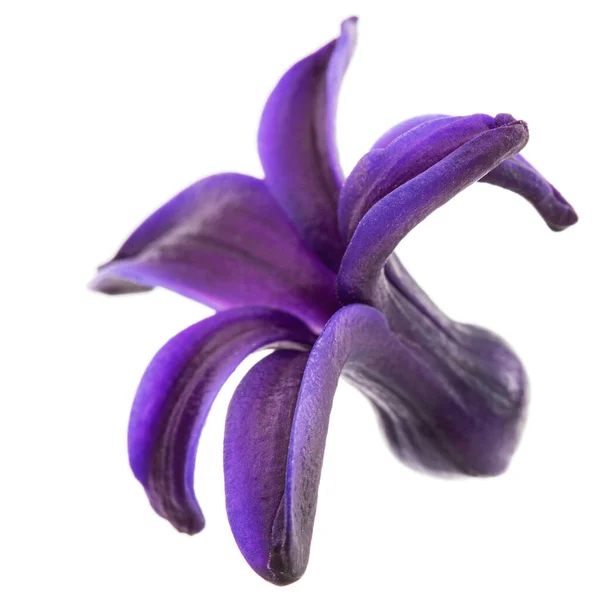Veilchenblüte Der Hyazinthe Isoliert Auf Weißem Hintergrund — Stockfoto