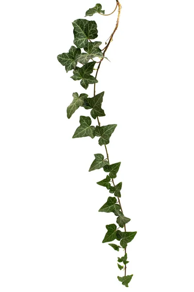 Ivy Gren Med Gröna Blad Isolerad Vit Bakgrund — Stockfoto