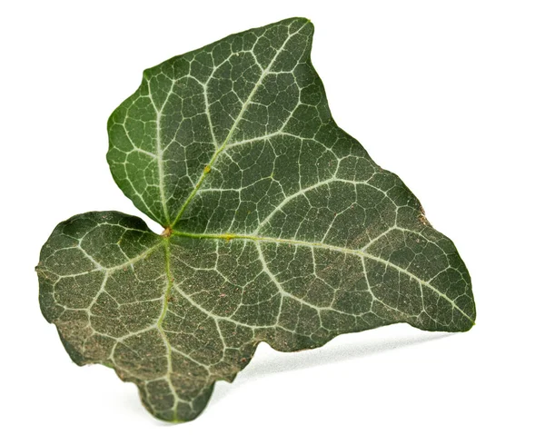 白い背景に隔離されたツタの緑の葉 — ストック写真