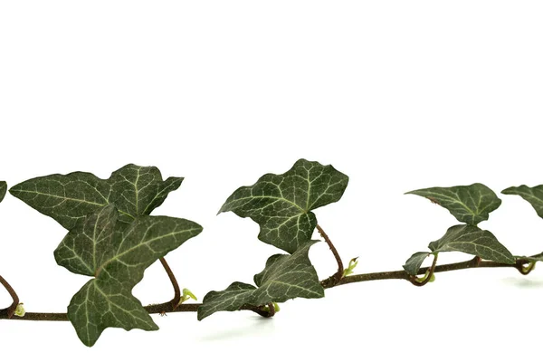 Ivy Větev Zeleným Listím Izolované Bílém Pozadí — Stock fotografie