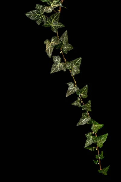 Ivy Branch Green Foliage Isolated Black Background — Stock Photo, Image