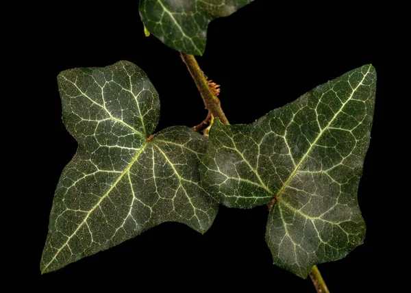 Grönt Blad Murgröna Närbild Isolerad Svart Bakgrund — Stockfoto