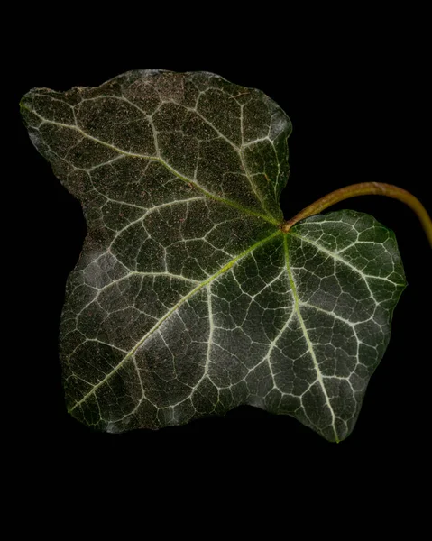 Grönt Blad Murgröna Närbild Isolerad Svart Bakgrund — Stockfoto