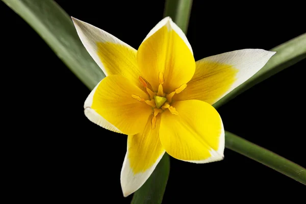 Flor Tulipa Tarda Tulipán Botánico Aislado Sobre Fondo Negro — Foto de Stock