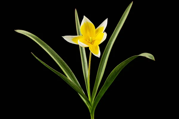 Blomma Tulipa Tarda Botanisk Tulpan Isolerad Svart Bakgrund — Stockfoto