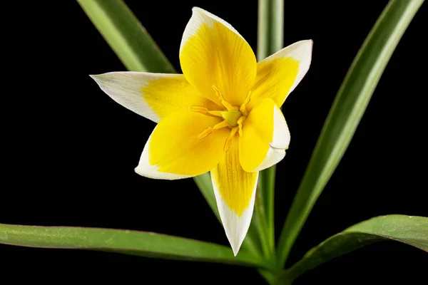 Flor Tulipa Tarda Tulipán Botánico Aislado Sobre Fondo Negro — Foto de Stock