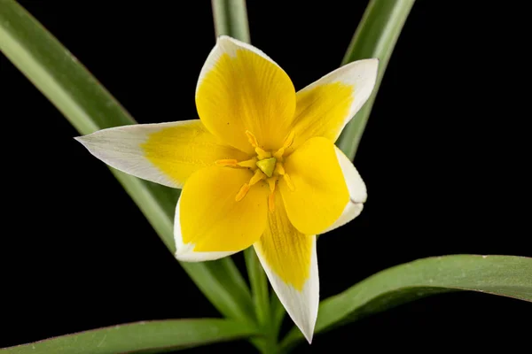 Kwiat Tulipy Tarda Tulipan Botaniczny Odizolowany Czarnym Tle — Zdjęcie stockowe