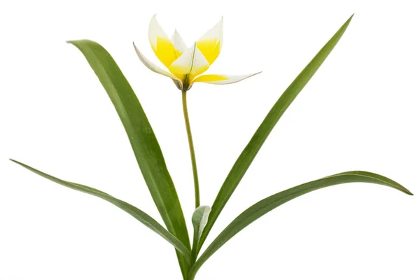 Fiore Tulipa Tarda Tulipano Botanico Isolato Fondo Bianco — Foto Stock