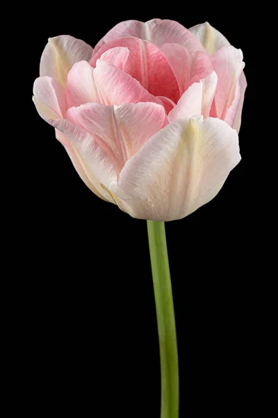 Fiori Rosa Tulipano Angelique Isolati Sfondo Nero — Foto Stock