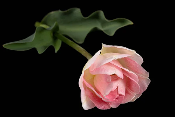 Siyah Arka Planda Izole Edilmiş Angelique Lalesinin Pembe Çiçekleri — Stok fotoğraf