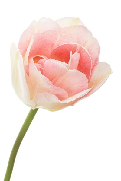 白を基調としたアンジェリックチューリップのピンクの花 — ストック写真