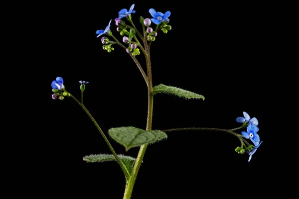 Flor Azul Brunnera Forget Miosotis Aislada Sobre Fondo Negro —  Fotos de Stock