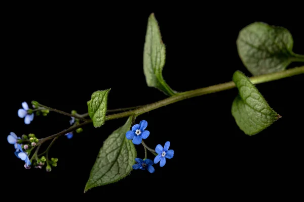 Μπλε Λουλούδι Της Brunnera Ξεχάστε Μυοσίτιδα Απομονωμένο Μαύρο Φόντο — Φωτογραφία Αρχείου