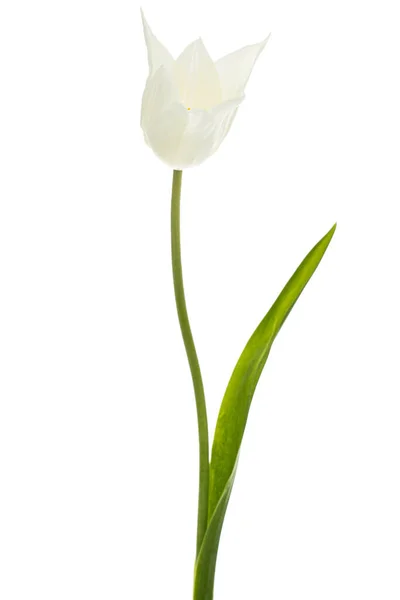 Fiore Bianco Tulipano Isolato Sfondo Bianco — Foto Stock