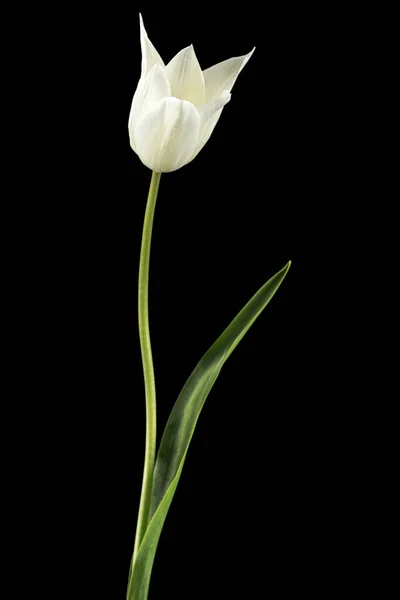 Fiore Bianco Tulipano Isolato Sfondo Nero — Foto Stock