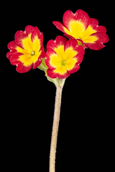 Çuha Çiçeği Siyah Arkaplanda Izole — Stok fotoğraf