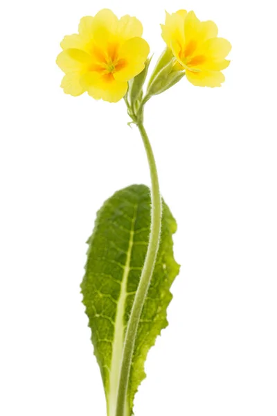 Flores Amarelas Prímula Isoladas Sobre Fundo Branco — Fotografia de Stock