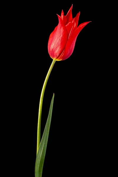 Квітка Червоного Тюльпана Лілія Ізольована Чорному Тлі — стокове фото
