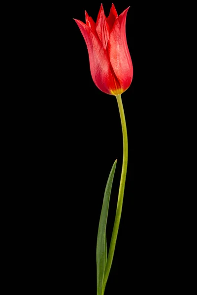 Flor Tulipán Rojo Liliáceo Aislado Sobre Fondo Negro —  Fotos de Stock